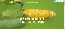 佛罗里达新鲜玉米酷站欣赏