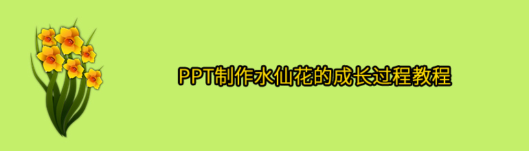 PPT制作水仙花的成长过程教程