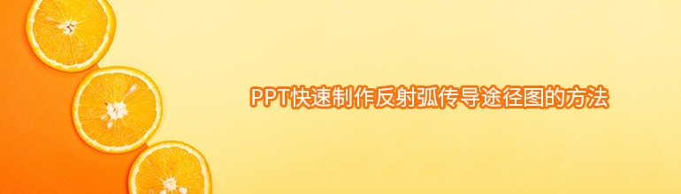 PPT快速制作反射弧传导途径图的方法