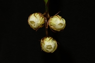 朝鲜蓟黄金玫瑰并蒂莲图片