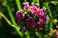 康乃馨粉红色的花朵图片