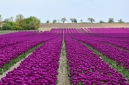 紫色郁金香花海风景图片