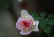 一枝粉红玫瑰花图片
