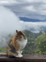 孤傲小肥猫图片