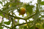 未成熟的番茄植物图片