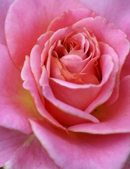 淡雅粉红色玫瑰花图片