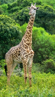 南非长颈鹿图片