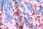 清新淡雅粉色樱花图片