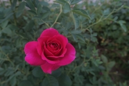 玫红色月季花蔷薇植物图片