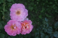 粉色蔷薇植物图片