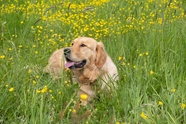 绿色草丛金毛猎犬图片