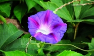 实拍紫色喇叭花图片