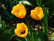 黄色荷兰郁金香图片