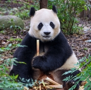 中国成都大熊猫图片