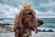 海边金毛猎犬图片