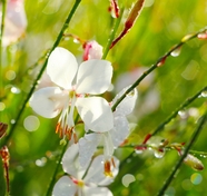 雨后白色花盛开图片