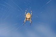 蜘蛛结蜘蛛网图片