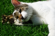 草地上懒洋洋的小猫图片