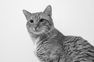 宠物猫黑白摄影图片