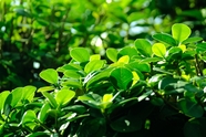 绿色灌木丛树叶图片