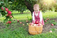 小女孩苹果园摘苹果图片