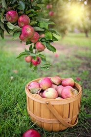 秋天苹果园苹果丰收图片
