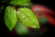 雨后树叶意境摄影图片