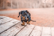 腊肠犬图片