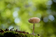 绿色丛林苔藓蘑菇图片