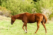 草地棕色马匹图片