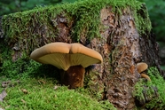 长在树桩上的光盘真菌蘑菇图片