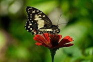 黑色绢斑蝶图片