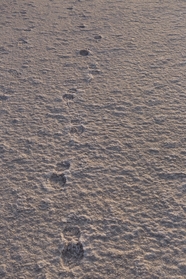 冬季雪地脚印背景图片
