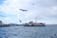 海港码头海鸥轮船图片