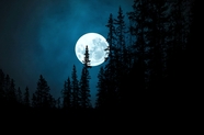 森林月圆之夜图片