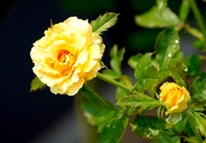 黄色蔷薇玫瑰花图片