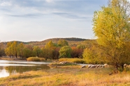秋天河边草地羊群风景图片