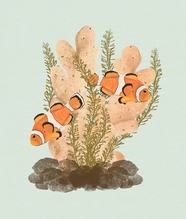 小丑鱼珊瑚手绘图片