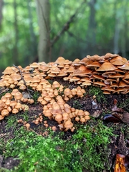 秋天森林菌类蘑菇群图片