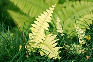绿色草丛蕨类植物图片