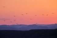 黄昏远山鸟群图片