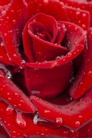 红色玫瑰露珠图片