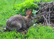 绿色草地野生灰色兔子图片