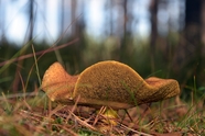 树林草丛野生蘑菇图片