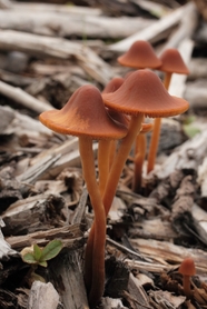 盘状真菌蘑菇图片