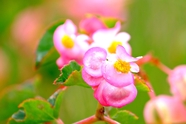 粉色齿苞秋海棠花图片