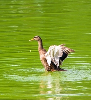水中自由嬉戏的野鸭图片