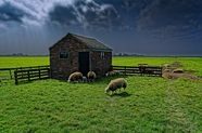 绿色牧场草原羊圈羊群图片