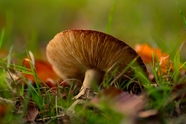秋天草地菌类蘑菇图片