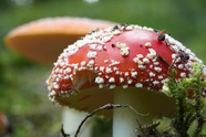 硕大的野生毒蘑菇图片